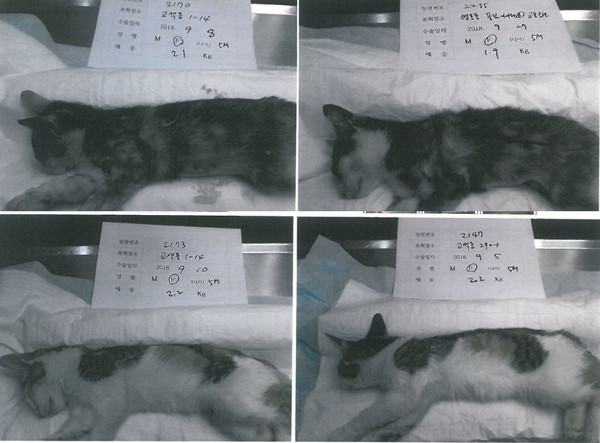 수원시가 해마다 억대의 예산을 들여 추진 중인 ‘길고양이 중성화 사업’이 부실 의혹에 휩싸였다. (사진제공=수원시청)