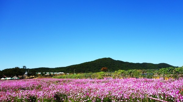 코스모스 축제. (사진제공=파주시청)