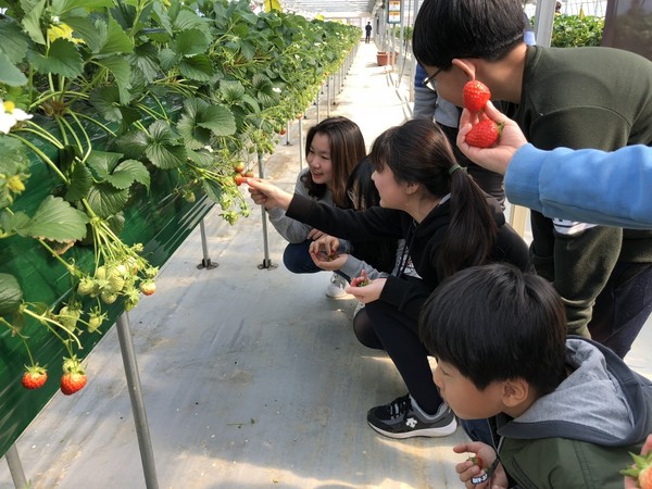 광주시농업기술센터가 관내 수확체험이 가능한 딸기재배 농가를 대상으로 딸기 수확체험 프로그램을 운영, 시민들로부터 인기를 끌고 있다. (사진제공=광주시청)