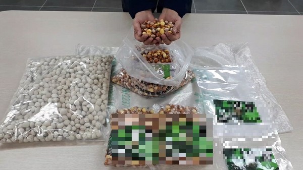 중국산 은행을 국내산으로 둔갑시켜 유통. (사진 = 경기도 제공)