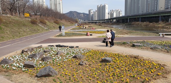 안양시가 봄꽃 2만5000 본을 관내 안양천일대에 심었다. (사진제공=안양시청)