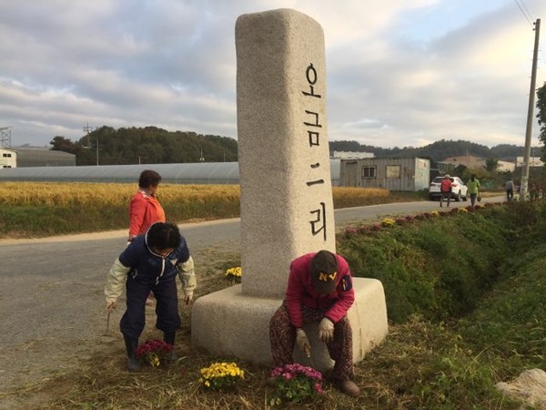 국화심던날 (사진제공=파주시청)