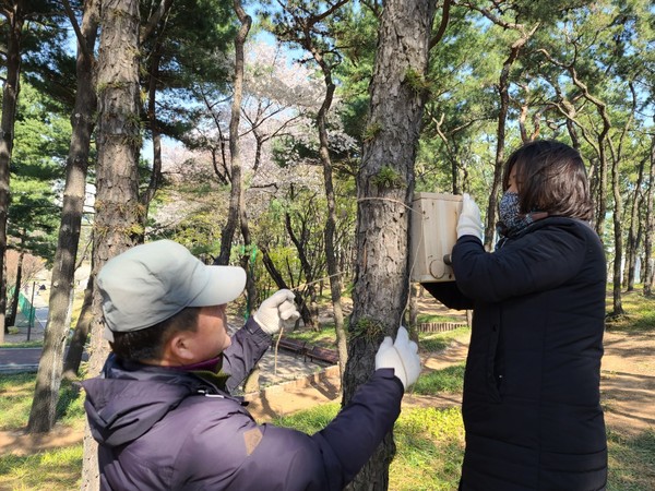 수원시 관계자들이 지난 8일 오후 권선구 올림픽공원에서 나무에 둥지를 설치하고 있다. (사진제공=수원시청)