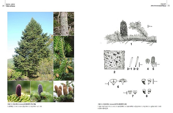 산림청 국립수목원은 13일 한반도 자생 수목에 대한 기재, 분포정보, 생육환경 정보 등을 포함한 ‘한반도 수목지(Ⅲ)’를 발간했다. 사진은 구상나무 사진과 도해도. (사진제공=국립수목원 )