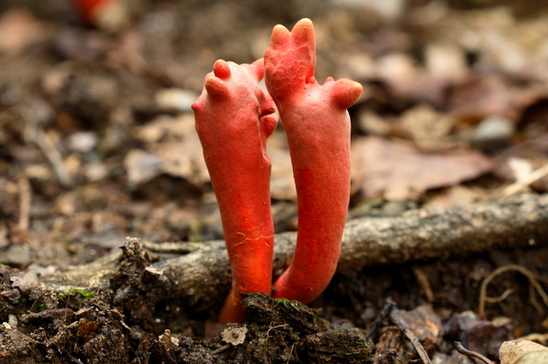 붉은사슴뿔버섯(기존 Podostroma cornu-damae에서 Trichoderma cornu-damae로 변경) (사진제공=국립수목원)