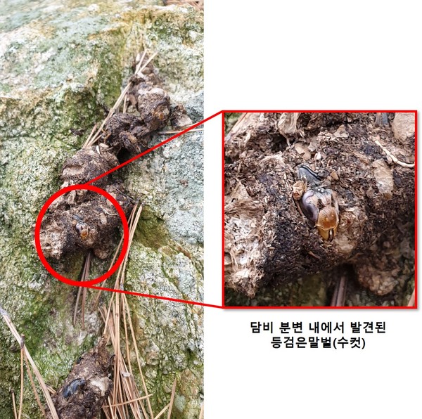 국립수목원은 멸종위기종인 ‘담비’가 기후변화의 영향으로 급속히 증가해 생태계교란종으로 지정된 ‘등검은말벌’을 공격하는 토착 포식 천적임을 학계 최초로 확인했다고 25일 밝혔다. (사진제공=국립수목원)
