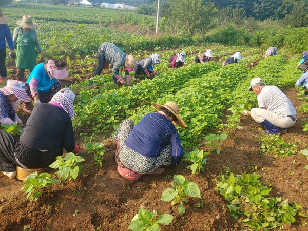 포천시는 노인 일자리 사업을 연중 운영하기로 했다. (사진제공=포천시청)