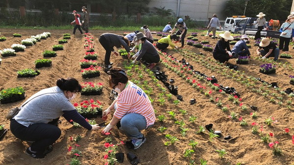 서구가 지난 16일 6개 자생단체가 참여한 가운데 ‘아름다운 꽃밭 만들기 사업’을 통해 ‘명품 마을’ 조성에 나섰다. 이번 사업에는 원당동 통장자율회와 주민자치위원회, 새마을부녀회 등 자생단체원 및 동 직원 등 40여 명이 참여했다. (사진제공=서구청)