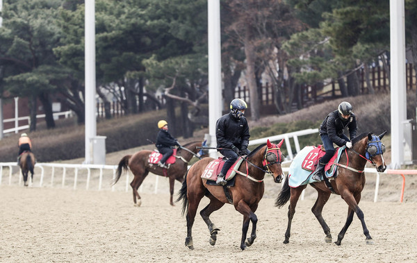 한국마사회가 19일부터 고객을 입장시키지 않은 가운데 경마를 재개하기로 했다.  사진은 재개를 위해 훈련중인 경주마 관계자들. (사진제공=한국마사회)