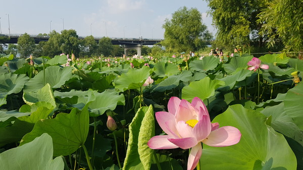 연꽃의 개화시기는 6월 말부터 8월 초로 알려져 있다. (사진=장은기 기자)