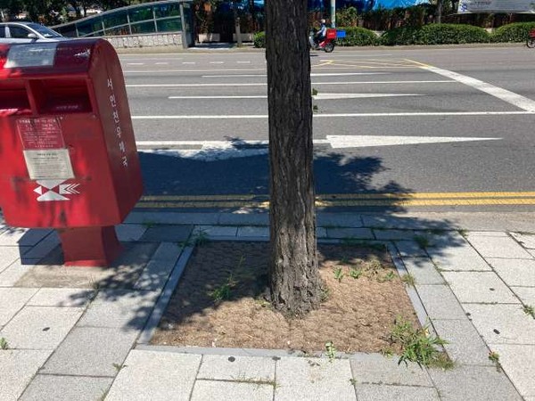 서구가 지역주민에게 보다 쾌적하고 푸르른 가로환경을 제공하기 위해 동 계획형 주민참여예산으로 ‘가로수 친환경 야자매트 설치사업’과 ‘검암경서의 푸르른 골목길 조성사업’을 시행해 완료했다.  (사진제공=서구청)