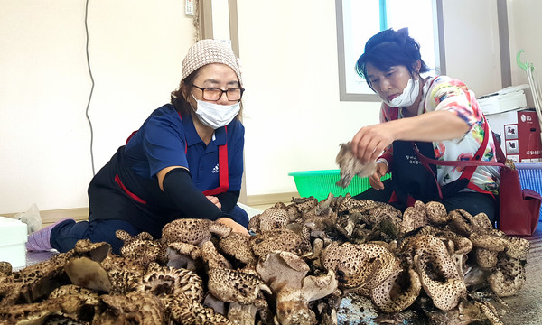 26일 오후 여주시 강천면 도전리에서 능이버섯이 첫 수확됐다. 수확된 능이버섯을 손질하고 있는 권성옥 부녀회장과 마을 주민. (사진=김광섭 기자)