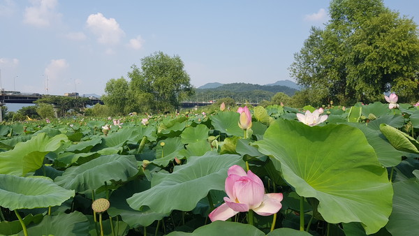 세미원에선 연꽃 개화시기에 맟춰 오는 8월까지 연꽃문화제가 열리고 있다. (사진=장은기 기자)