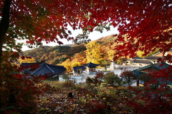 단풍으로 물든 용문사 전경. (사진제공=양평군청)