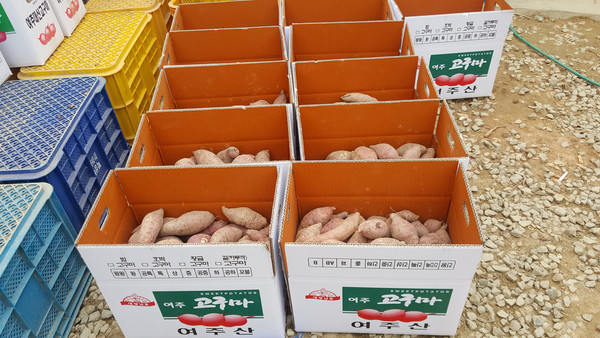 여주 고구마와 안성 배, 포천 사과, 연천 율무, 양평 산수유 등 경기도 내에서 생산되는 천연재료를 활용한 제품을 개발하는 기업에 1500만원이 지원된다. 사진은 여주 고구마. (사진=중앙신문DB)