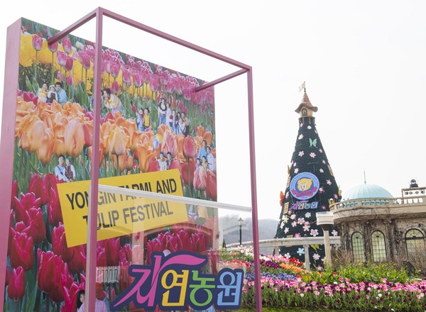 ‘자연농원 오마주 가든’에는 튤립, 수선화, 무스카리 등 100여종 약 130만송이의 다채로운 봄꽃들을 활용해 1990년대 알록달록한 자수화단 패턴이 특징이었던 자연농원 당시의 클래식한 튤립 정원을 생생하게 재현했다. (사진제공=에버랜드)