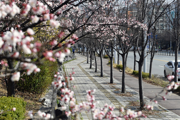 수원시 권선2동 공동주택단지 주변에 조성된 자전거도로에 봄을 알리는 꽃이 피었다. (사진제공=수원시청)
