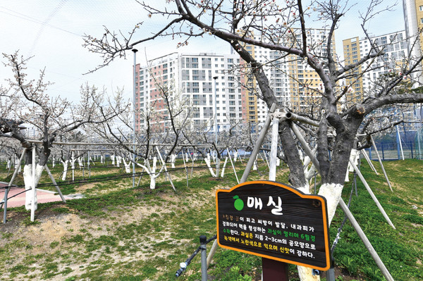 도심형으로 만들어진 수원시 과수공원에 있는 매실수에 매화가 피어 있다. (사진제공=수원시청)