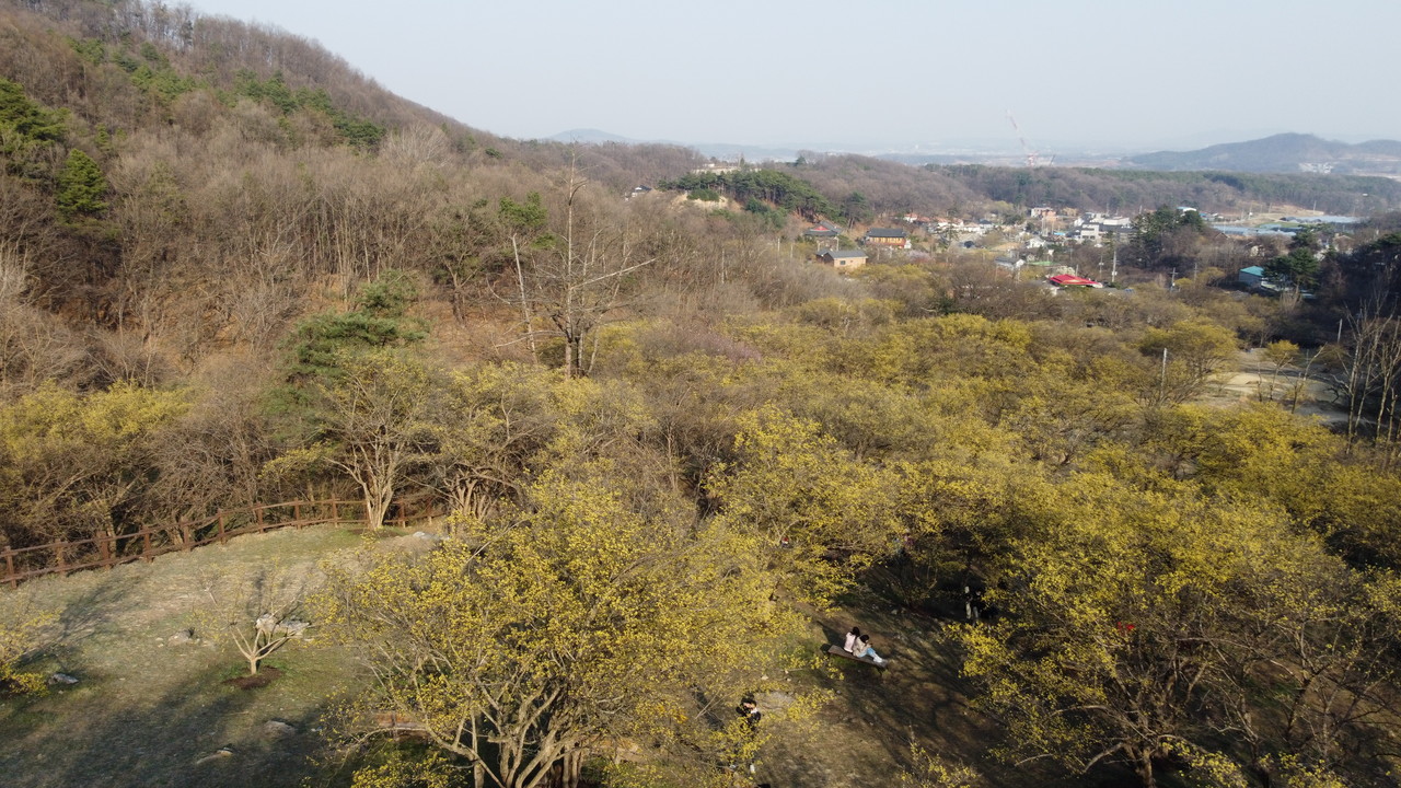23일 오후 4시께 이천백사산수유꽃축제가 열리는 이천시 백사면 도립1리 산수유마을에 산수유꽃이 노랗게 피었다. (사진=송석원 기자)