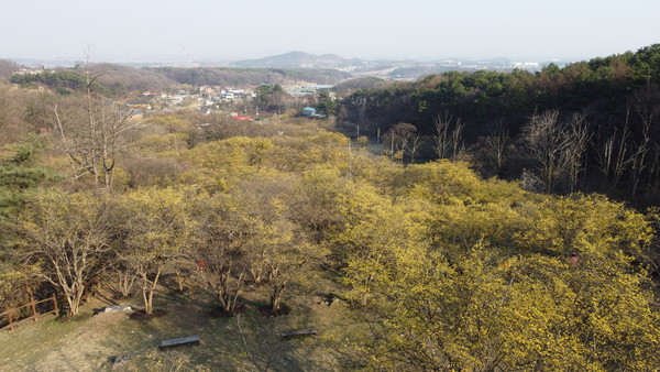 이천시는 백사면 산수유마을을 주민 주도형 생태관광거점으로 조성한다. (사진제공=이천시청)