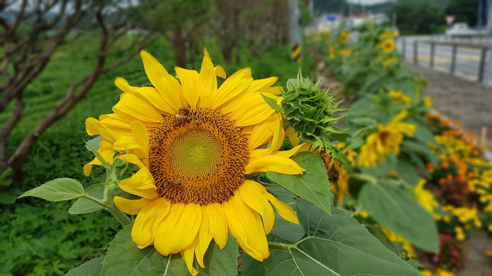 6일 화요일인 오늘 경기·인천지역에는 대체적으로 구름이 많고, 습도가 70%~90%까지 올라 불쾌지수가 높겠다. 또 장마전선의 영향으로 산발적으로 빗방울이 떨어지는 곳이 있겠다. 사진은 수원의 한 도로변에 핀 해바라기꽃. (사진=중앙신문DB)