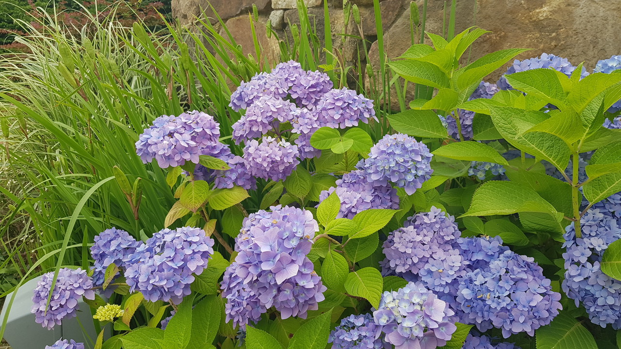 인천의 한 사찰에 보라색 수국이 탐스럽게 피어 있다. 12일 목요일인 오늘 경기·인천지역에는 구름이 많겠다. 오후 시간대에는 햇살이 따가울 것으로 예상된다. (사진=중앙신문DB)