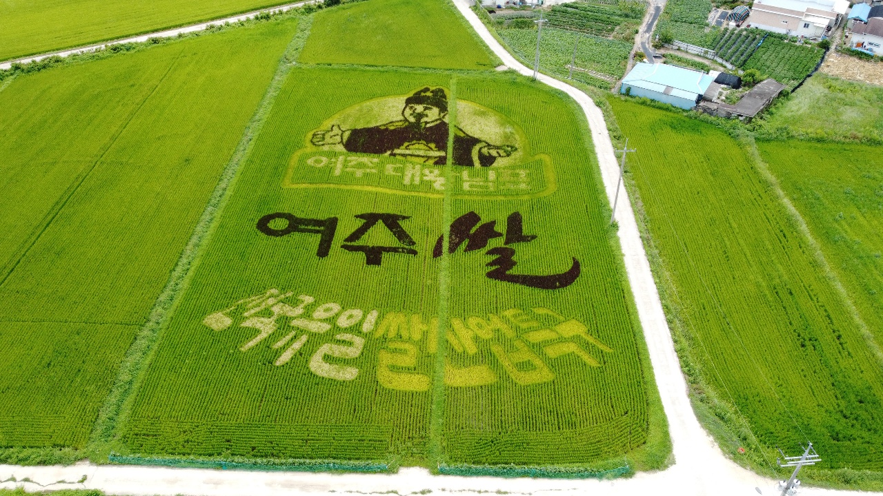여주시에서 준비한 '전국 유일의 쌀 산업특구' 란 논 그림이 가을로 접어들면서 점점 더 선명해지고 있다. 대체공휴일인 16일 오늘 경기·인천지역에는 구름 많겠고, 경기동부지역에 소나기 내리는 곳이 있겠다. (사진=김광섭 기자)