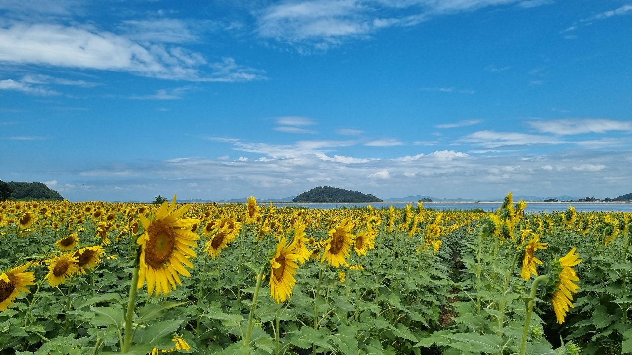 (사진=이복수 기자)
