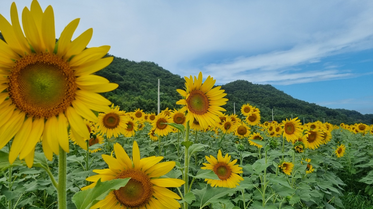 (사진=이복수 기자)