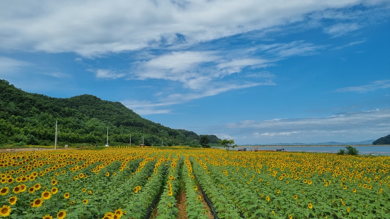 인천 강화군 교동면 난정저수지 바로 옆 약 3만 3000㎡ 면적에 해바라기 10만여 송이가 가득하다. 22일 일요일인 오늘 경기·인천지역은 오전까지 비가 내리고, 오후에는 맑은 날씨를 보이겠다. 예상 강수량은 5~20㎜이겠다. (사진=중앙신문DB)