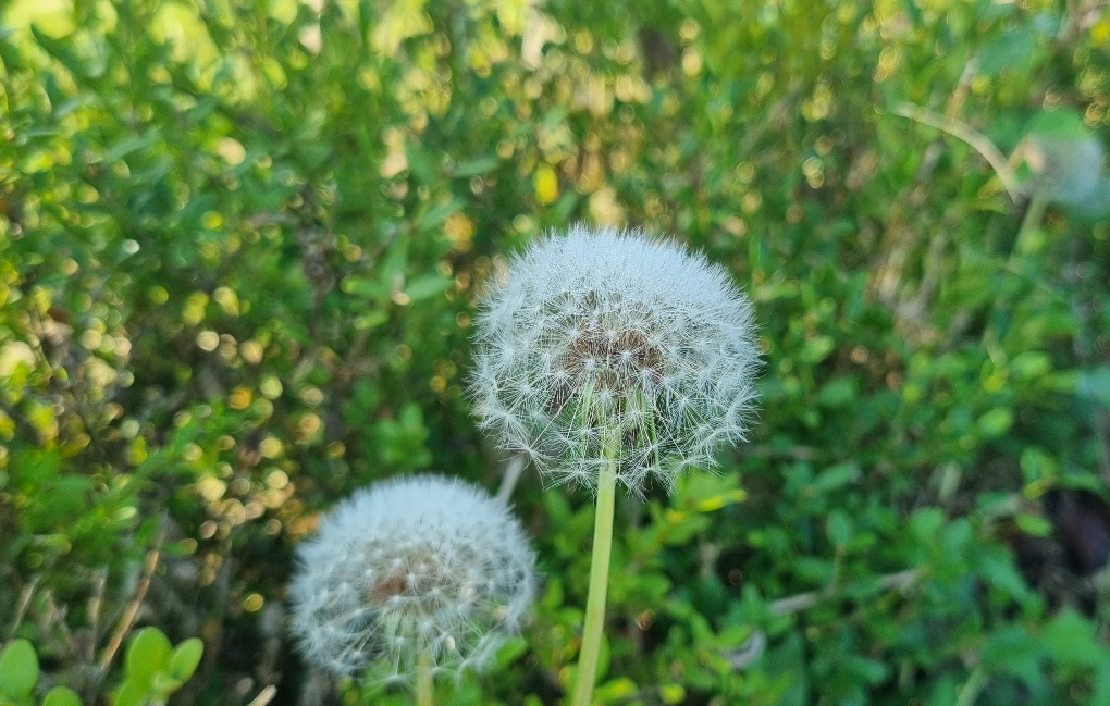 민들레는 초롱꽃목 국화과 여러해살이풀이다. 열매는 긴 타원 모양이며 갈색이고 윗부분에 가시 같은 돌기가 있다.