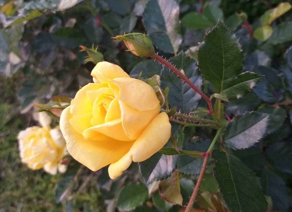 21일 오후 인천 계양구 장미공원에 노란 장미꽃이 탐스럽게 피어 있다.