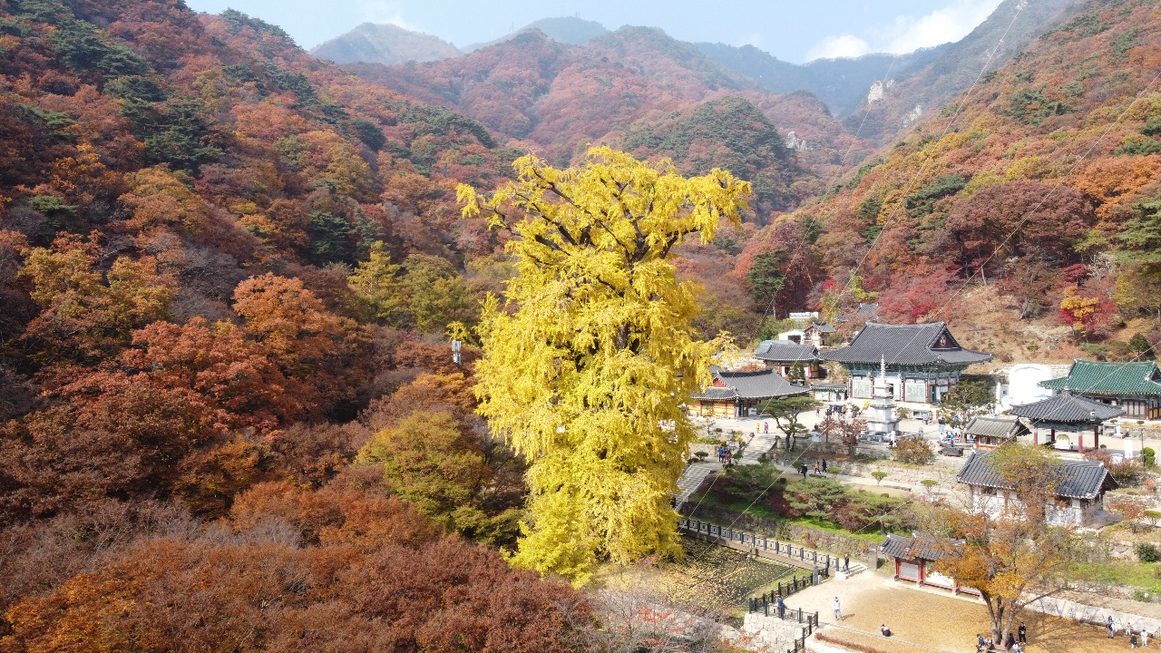 3일 오전 11시 30분께 양평 용문사 은행나무가 진노랗게 물들어 있다.