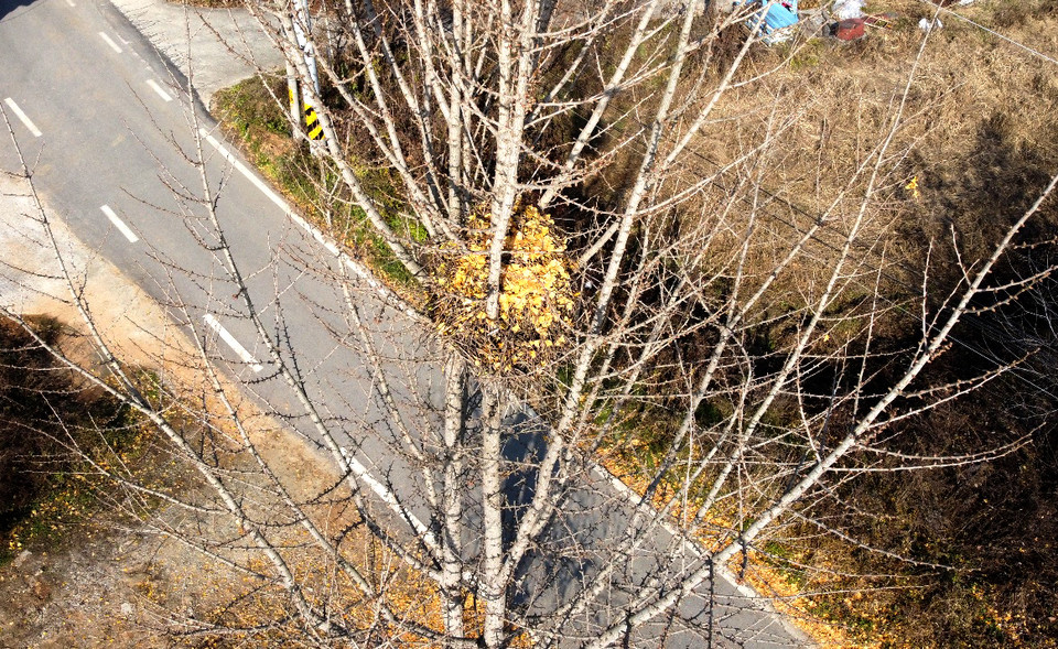 16일 오전 수원시 권선구의 한 은행나무에 지어진 까치집에 은행잎이 쌓여 있다. (사진=권영복 기자)