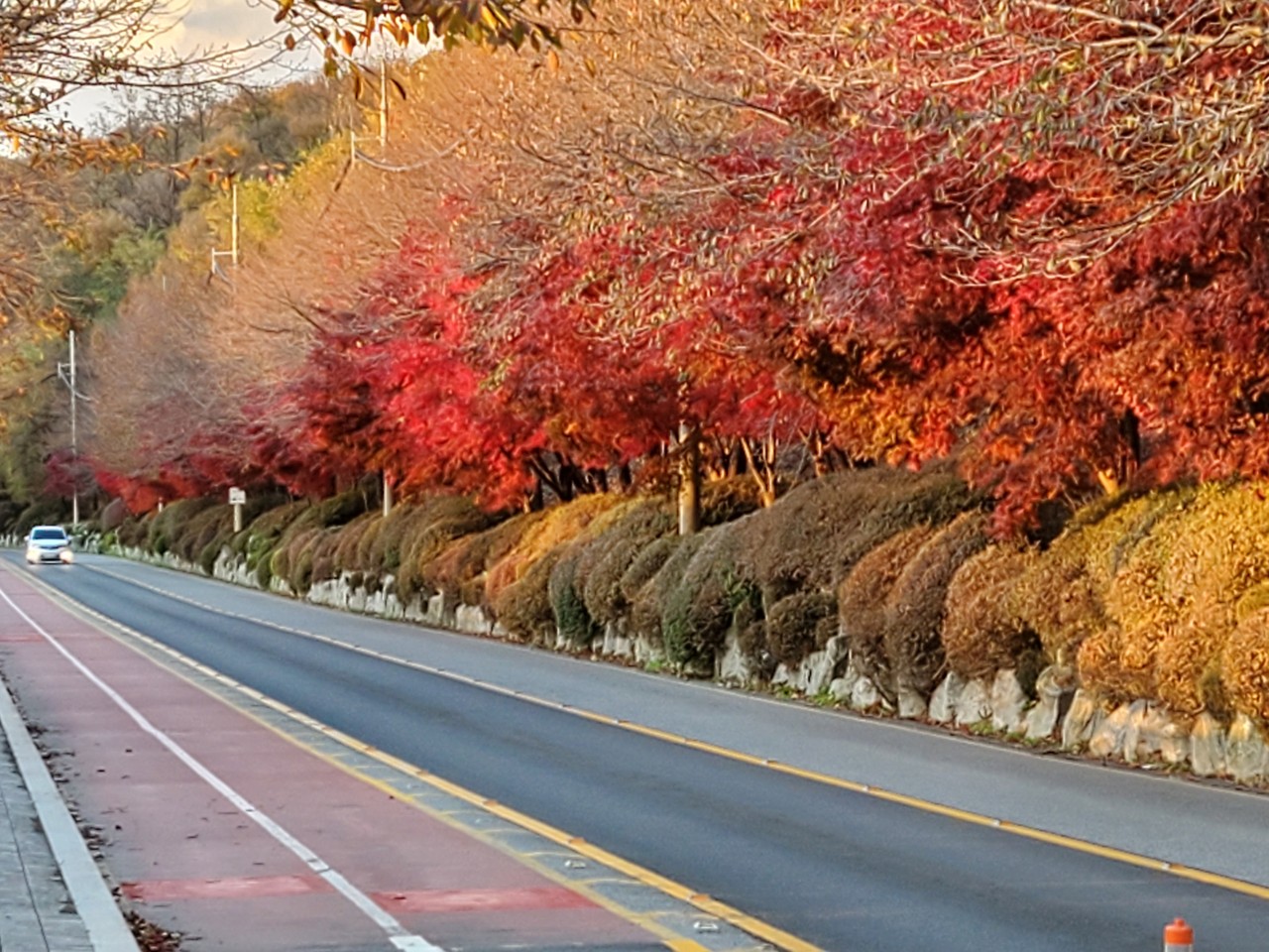 18일 오후 수원 광교산 입구에 단풍나무가 곱게 물들었다.