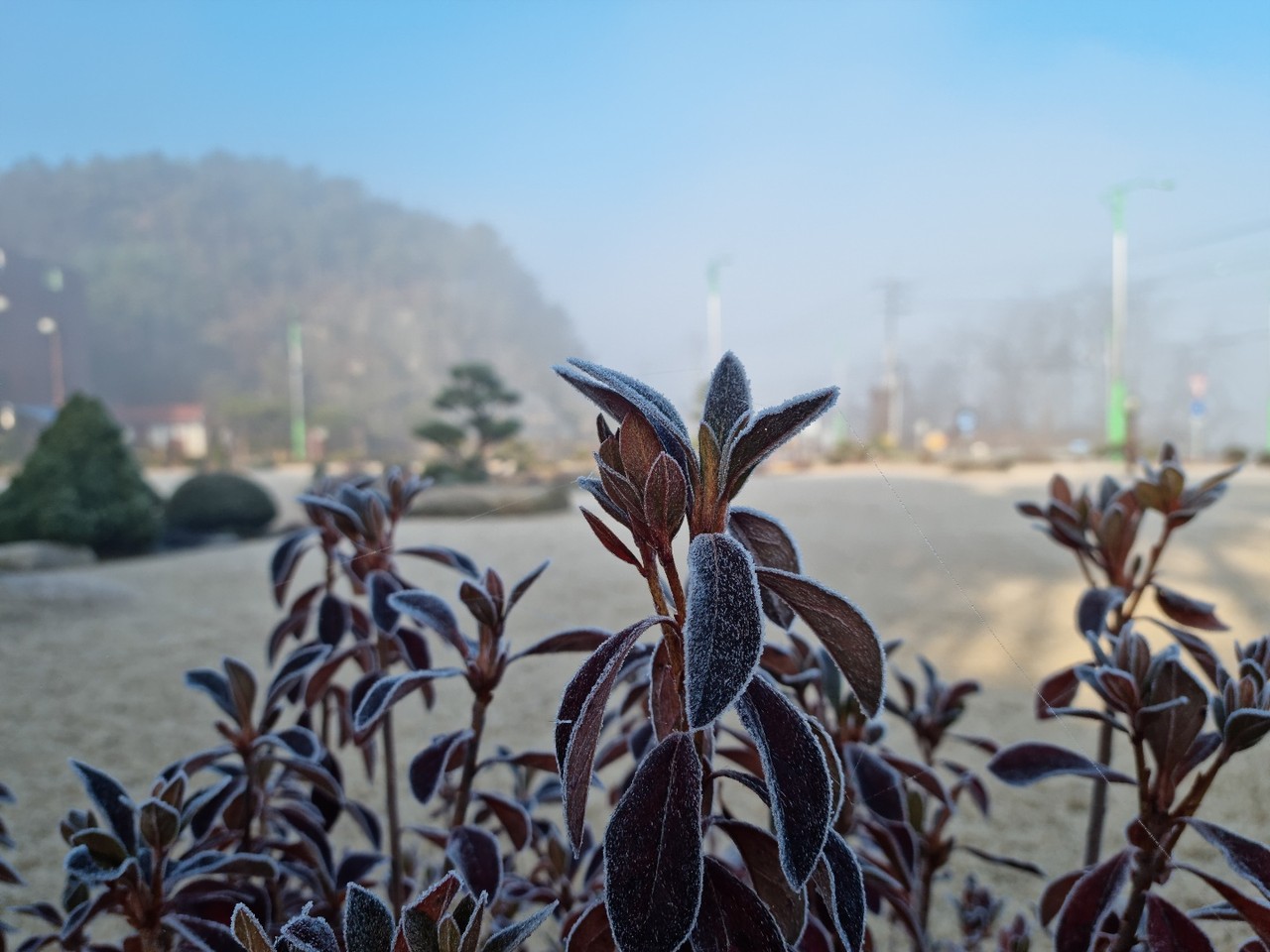 고양시 일산서구의 한 길가 철쭉나무 위에 서리가 내려 앉았다. 23일 목요일인 오늘 경기·인천지역은 맑다가 오후부터 차차 구름이 많아지겠다. (사진=이종훈 기자)