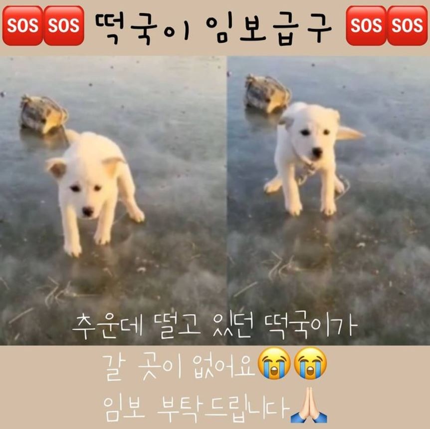 (사진=동물보호단체 SNS)