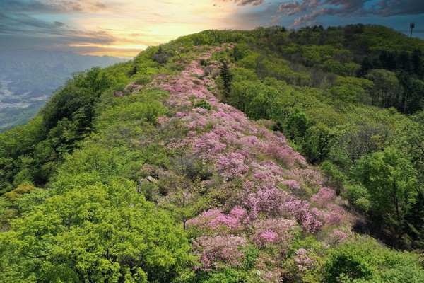 남양주 축령산자연휴양림(철쭉군락). (사진제공=경기도청)