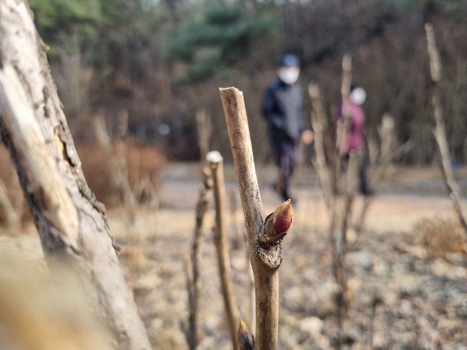우수인 19일 오후 여주황학산수목권에 산책 나온 노부부 앞에 산비장이 나무가지가 새싹을 내밀고 있다. (사진=김광섭 기자)