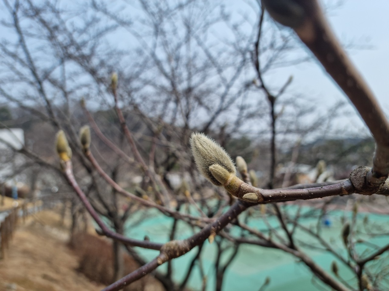 10일 낮 1시30분께 이천설봉공원 어린이놀이터에 있는 목련나무 가지에 오른 몽우리들이 금방이라도 꽃을 터뜨릴 것처럼 부풀어 올라 있다. (사진=송석원 기자)