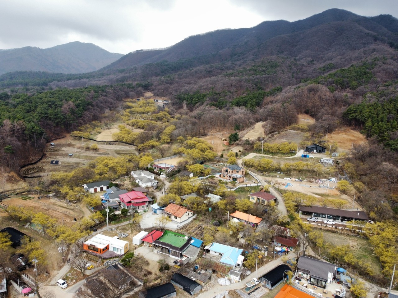 31일 오전 11시30분께 코로나19로 축제가 취소된 '이천 백사 산수유 마을'인 도립리 일대 산수유 군락지에 노란 산수유꽃이 활짝 피었다. (사진=송석원 기자)