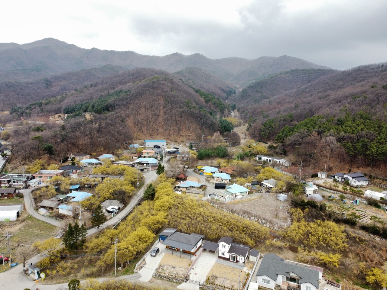 31일 오전 11시30분께 코로나19로 축제가 취소된 '이천 백사 산수유 마을'인 송말리 일대 산수유 군락지에 노란 산수유꽃이 활짝 피었다. (사진=송석원기자)