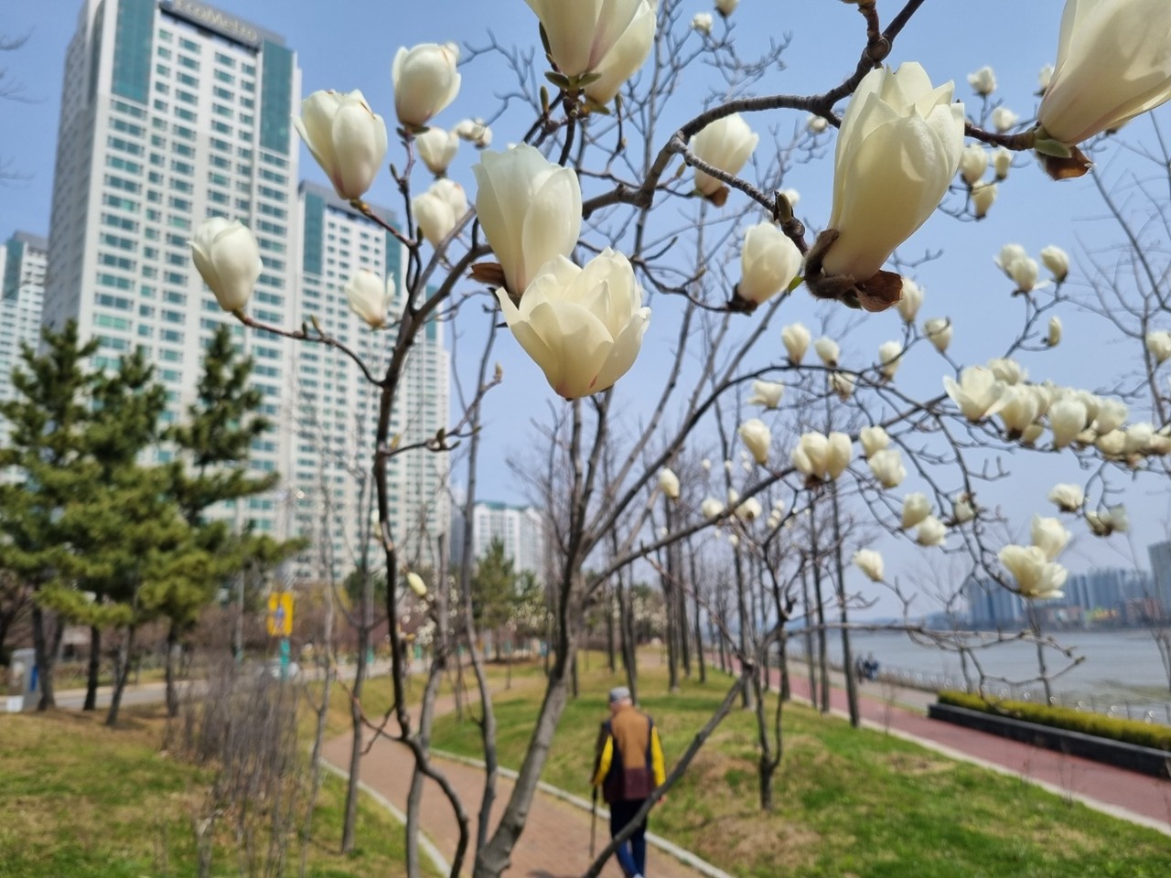 식목일인 5일 낮 12시10분께 남동구 둘레길에 핀 화사한 목련꽃 밑으로 한 어르신이 산책을 즐기고 있다. (사진=남용우 선임기자)