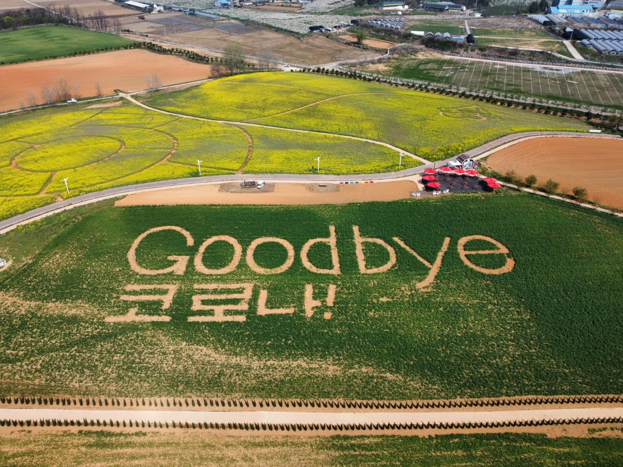 사회적 거리두기가 완전히 해제된 지 하루가 지난 19일 오전 10시20분께 안성시 안성팜랜드 호밀밭에 ‘Good bye 코로나’ 문구가 새겨져 있다. (사진=김광섭 기자)
