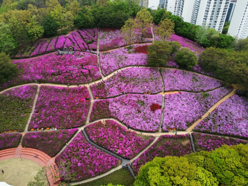 22일 오후 1시30분께 철쭉동산을 미리 찾은 수백여명의 관람객들은 꽃구경에 여념이 없다. (사진=김광섭 기자)