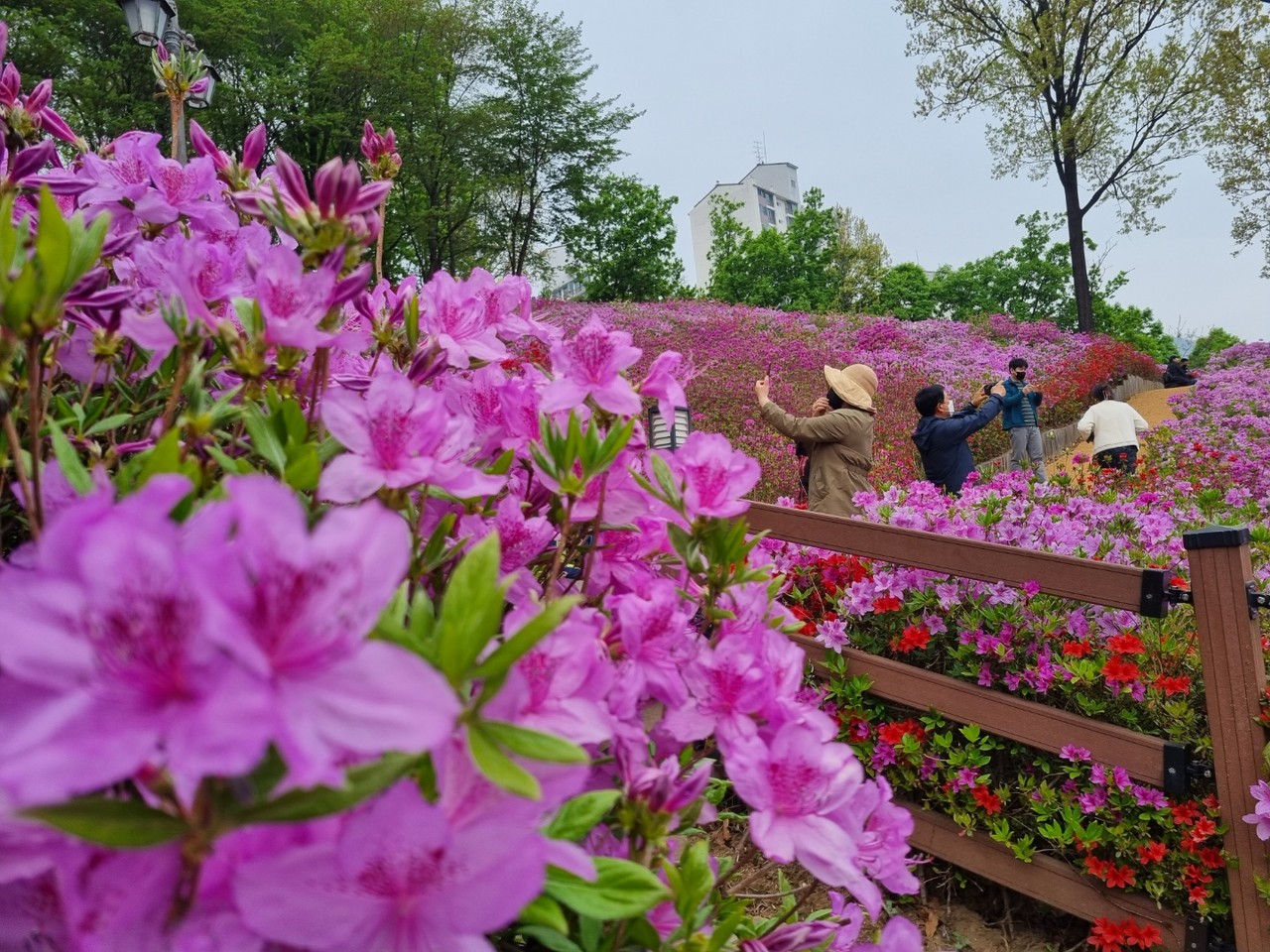 22일 오후 2시께 군포 철쭉동산을 찾은 한 관람객이 활짝 핀 철쭉꽃 속에서 핸드폰 셀카를 찍고 있다. (사진=김유정 기자)