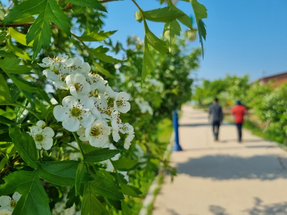3일 오전 8시50분께 양평 두물머리에 산책 나온 한 부부가 도란도란 이야기꽃을 피우며 활짝 핀 산사나무 꽃 옆을 지나고 있다. (사진=장은기 기자)