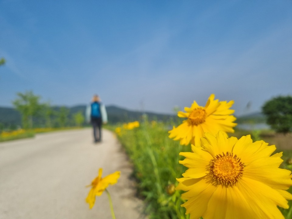28일 오전 한 도보 여행객이 금계국 핀 여주 대신면 남한강변 길을 걷고 있다. (사진=김광섭 기자)