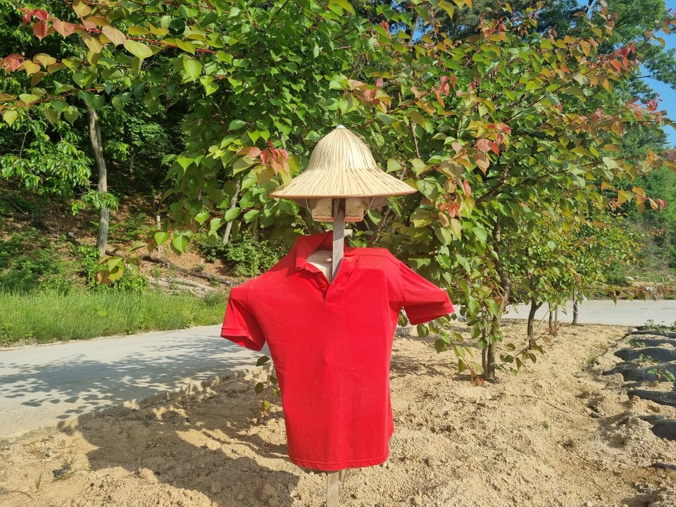 29일 오전 점동면 도리의 한 농가 앞에 빨간색 티셔츠를 입은 허수아비가 이제 막 파종한 고구마 새싹들을 늠름히 지키고 있다. (사진=김광섭 기자)