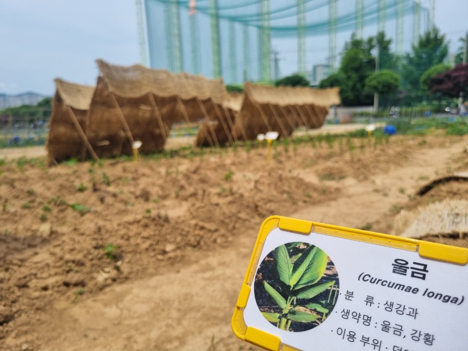 울금 재배단지.